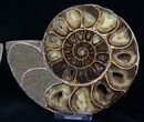Beautiful Desmoceras Ammonite - Thick #8383-1